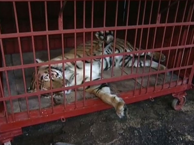 Тигр набросился на ребенка в зоопарке в Приамурье