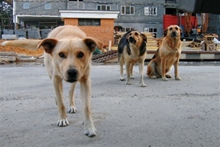 Стая собак загрызла ребенка в Ростовской области