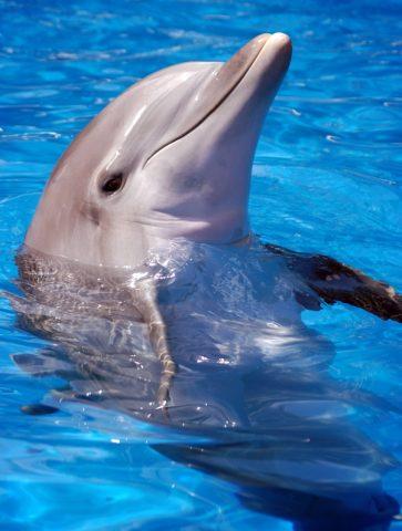 Батумский дельфинарий откроется для посетителей 