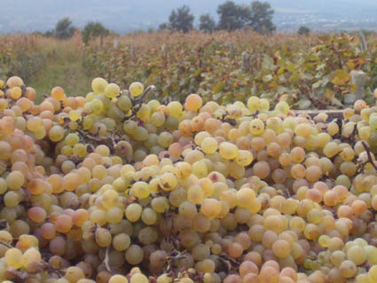 В Грузии начинается сезон сбора винограда - «Ртвели-2011»