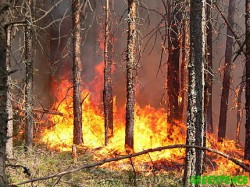 В Рачинском регионе Грузии не могут потушить мощный лесной пожар