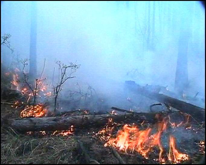 В Местийском районе Грузии пытаются потушить лесной пожар