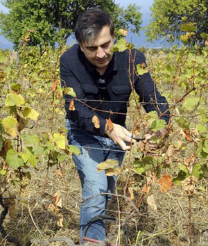 Президент Грузии купил виноградник в Кахетии