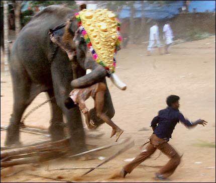 Разъяренный слон убил троих человек в Непале